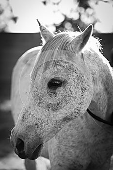 White horse on farm