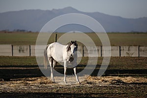 White horse on farm