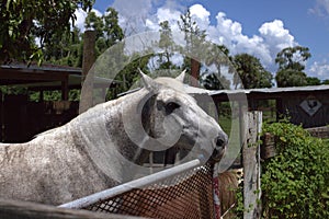 A white horse at the farm on a sunny day and blue skies.