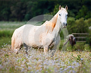 White horse in a field