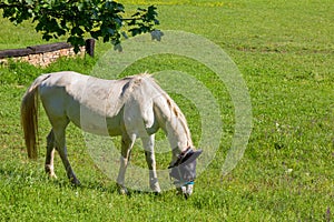 White Horse in a Field at an Equestrian Center