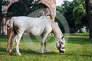 White horse in the field and old building in background