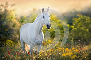 White horse in flowers