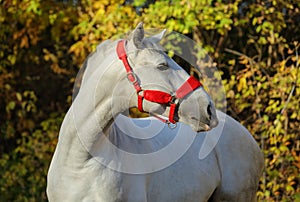 White horse into forest ranch in autumn evening