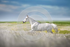 White horse free run in stipa