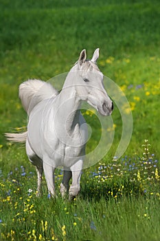 White horse free run in stipa meadow