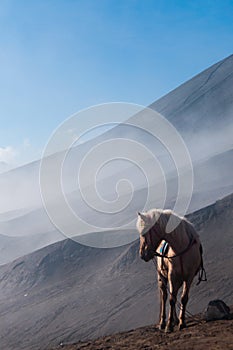 White Horse in front of mountains and blue sky