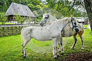 White horse in a front of a traditional cottage