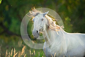 Funny horse close up portrait