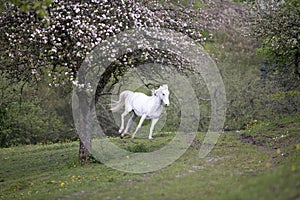 White horse gallop free on meadow in springtime