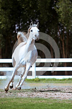 White horse galloping