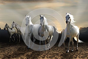 White horse galloping