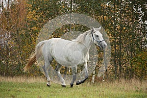 White horse galloping free in autumn