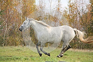 White horse galloping free in autumn