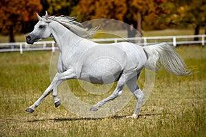 White horse galloping in the pasture