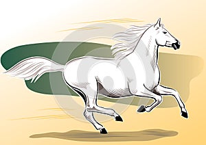 White horse galloping in the wind. photo