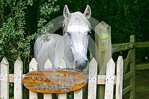 White horse at a gate