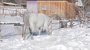 White horse gets food under the snow. Winter landscape in snow covered village. 4K