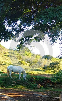 A White Horse Graving