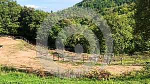 A white horse and a gray horse trot between the fence of a ranch in the forest