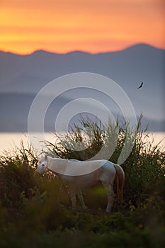 A white horse graze on a grassland at sunset