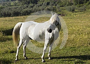 A white horse grazes in a field on a sunny summer day