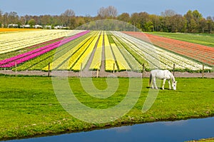 Bílý kůň a tulipán v venkovský nizozemí 