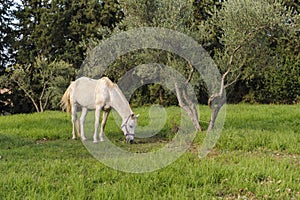 White horse grazes near the olive tree