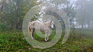 A white horse grazes by the road with cars in thick fog