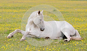 A white horse grazes on a spring meadow.