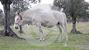 White horse grazing