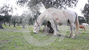 White horse grazing