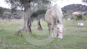 White horse grazing