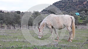 White horse grazing