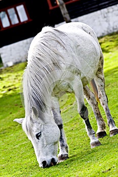 White horse grazing