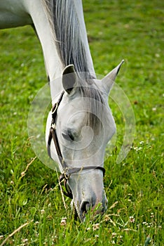 White horse grazing