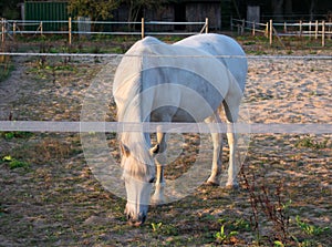 White horse grazing in closeup.