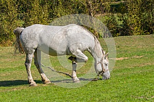 White horse grazing on a fall pasture