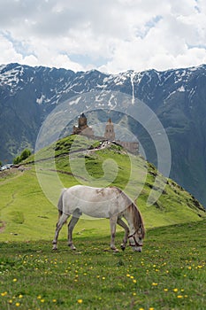 White horse grazing grass, with antique church and mountains landscaped view