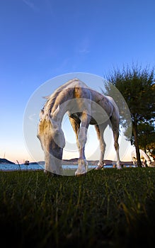 White horse grazing on the grass in Bosphorus