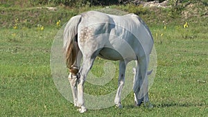 A White Horse is Grazing Grass on a Green Lawn on a Sunny Day in Slow Motion