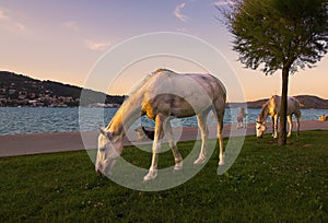 White horse grazing on the grass in Istanbul Bosphorus