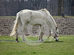 White horse grazing on green grass