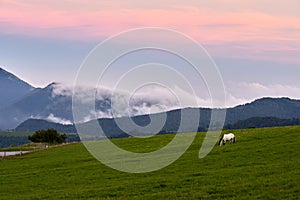 White horse grazing on a green meadow with the mountains in the background in a sunset
