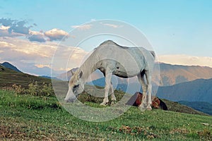 White horse grazing on a high mountain in Tusheti, Georgia photo