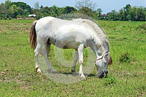 A White Horse Grazing in a Meadow