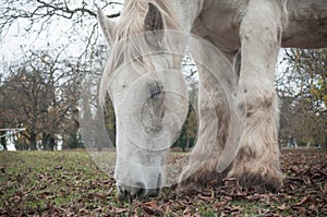 White horse grazing in a meadow