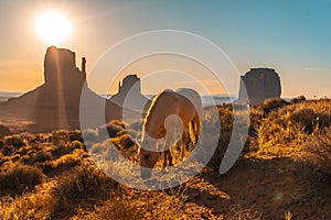 White horse grazing in the Monument Valley Utah, USA, during sunset