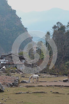White Horse, Grazing outside of Village in Nepal