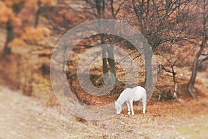 White horse grazing paddock